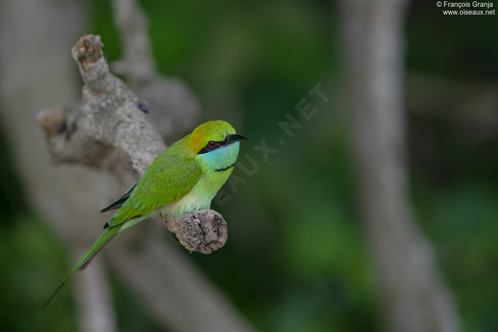 Green Bee-eater