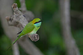 Green Bee-eater