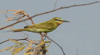 Blue-cheeked Bee-eater