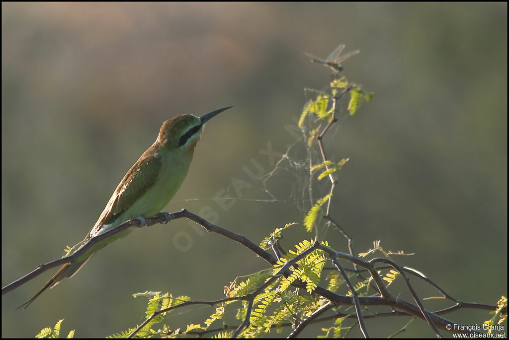 Blue-cheeked Bee-eater