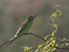 Blue-cheeked Bee-eater