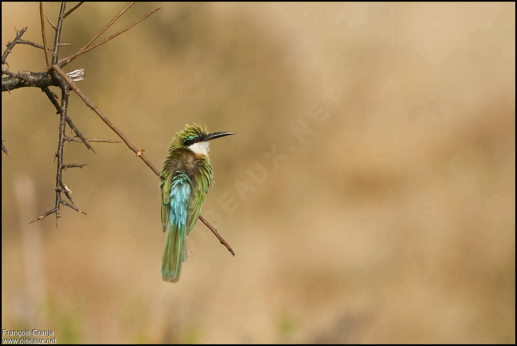 Somali Bee-eateradult, aspect