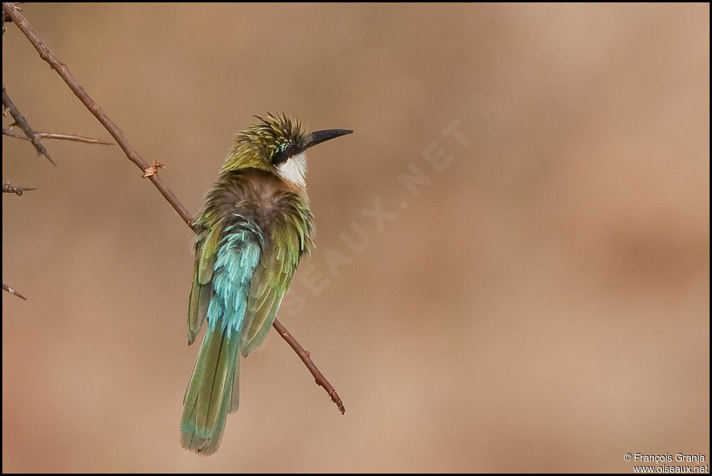 Somali Bee-eater