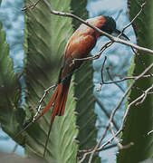 Northern Carmine Bee-eater