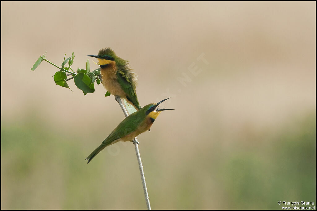 Little Bee-eater 