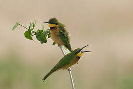 Little Bee-eater