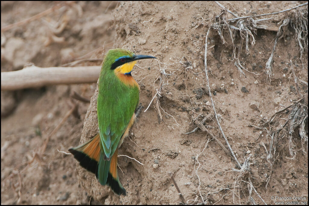 Little Bee-eater