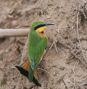 Little Bee-eater