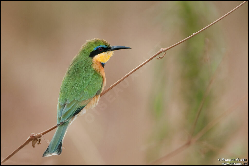 Little Bee-eater