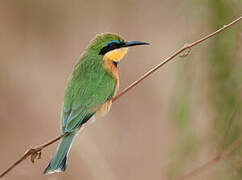 Little Bee-eater