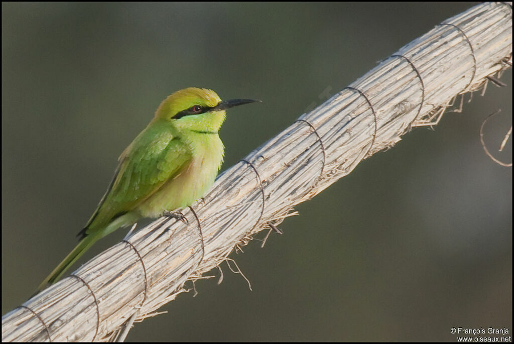 African Green Bee-eater