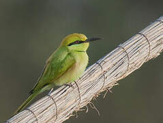 African Green Bee-eater