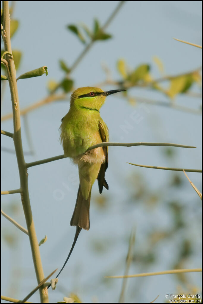 African Green Bee-eater