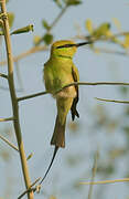 African Green Bee-eater