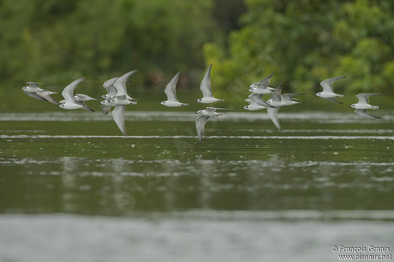 White-winged Ternadult