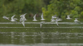 White-winged Tern