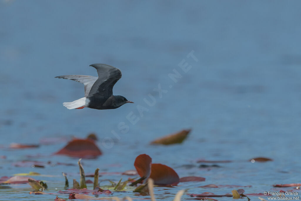 White-winged Tern