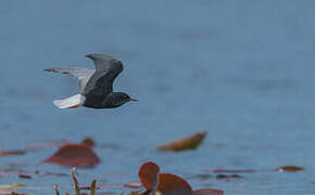 White-winged Tern