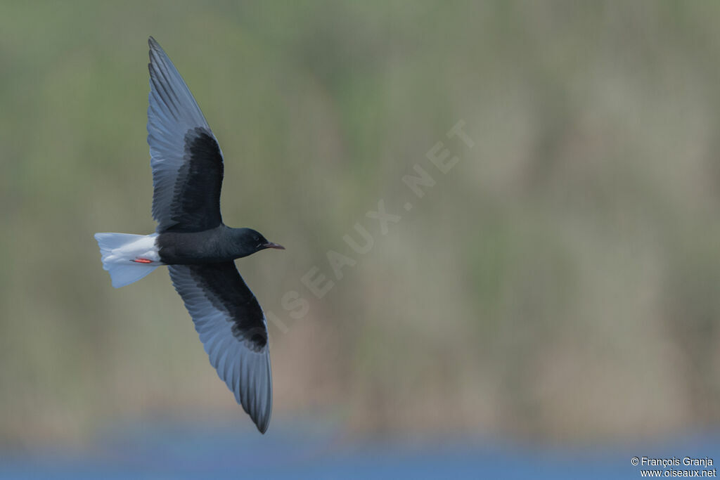 Guifette leucoptère