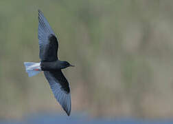 White-winged Tern