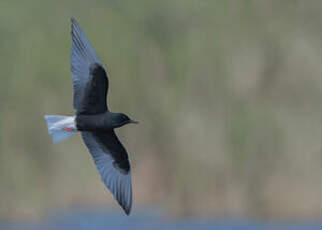 Guifette leucoptère