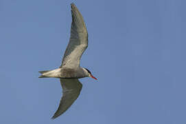 Whiskered Tern