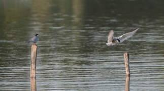 Whiskered Tern