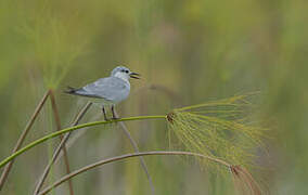 Whiskered Tern