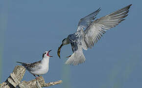 Whiskered Tern