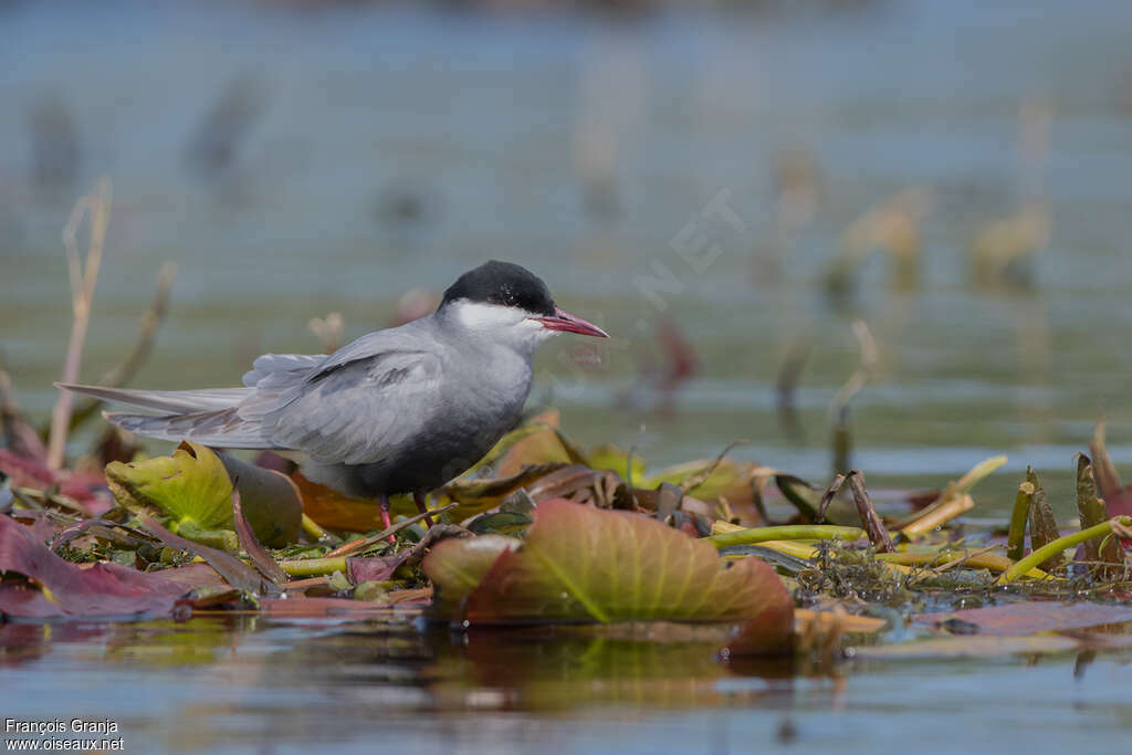 Whiskered Ternadult breeding, habitat, pigmentation