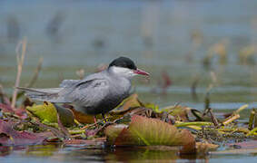 Whiskered Tern