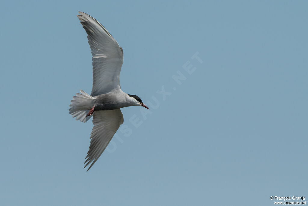 Whiskered Tern