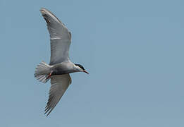 Whiskered Tern