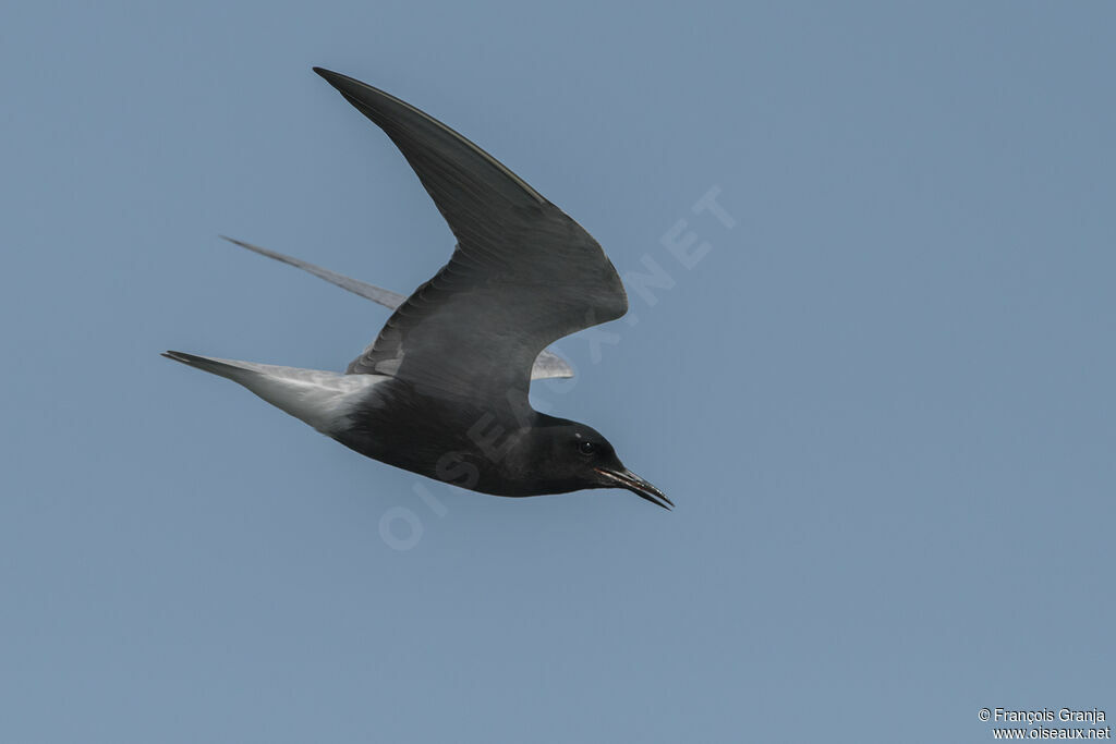 Black Tern