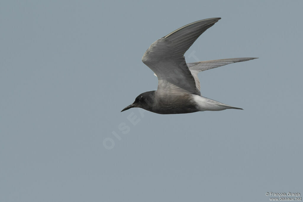 Black Tern