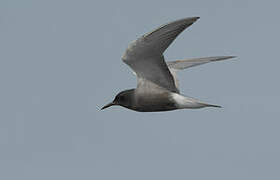 Black Tern