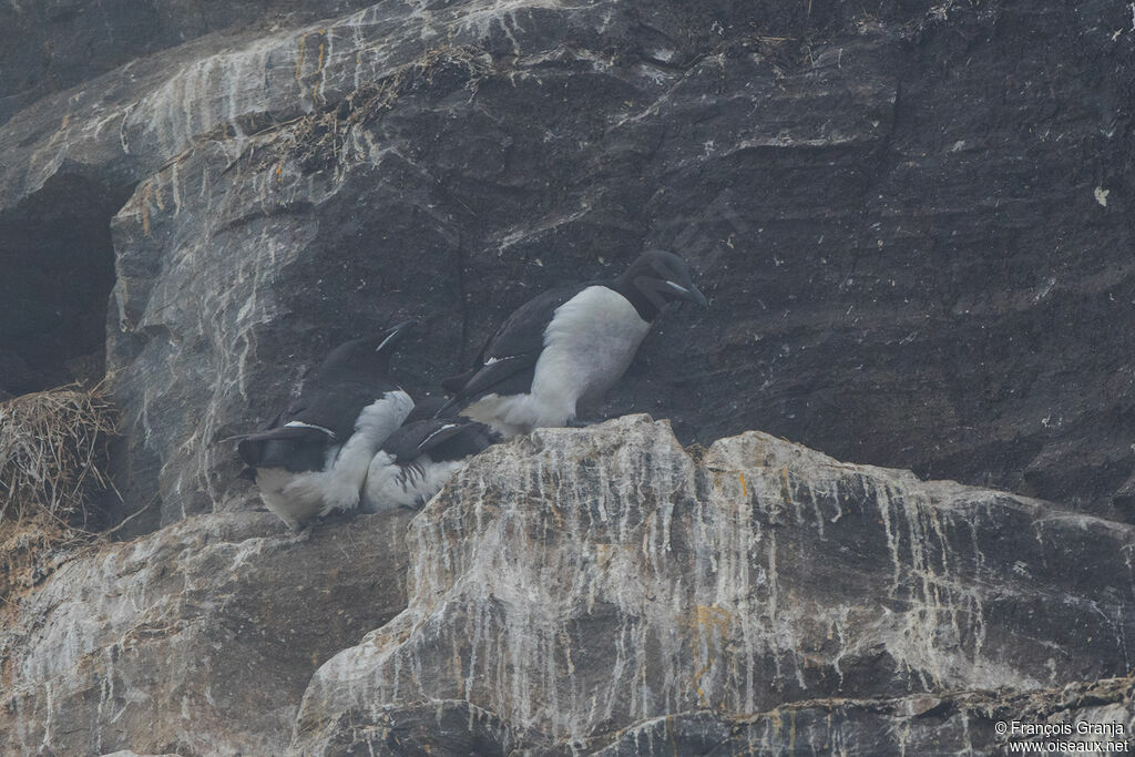 Thick-billed Murre