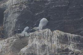 Thick-billed Murre