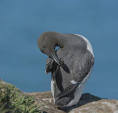 Guillemot de Troïl