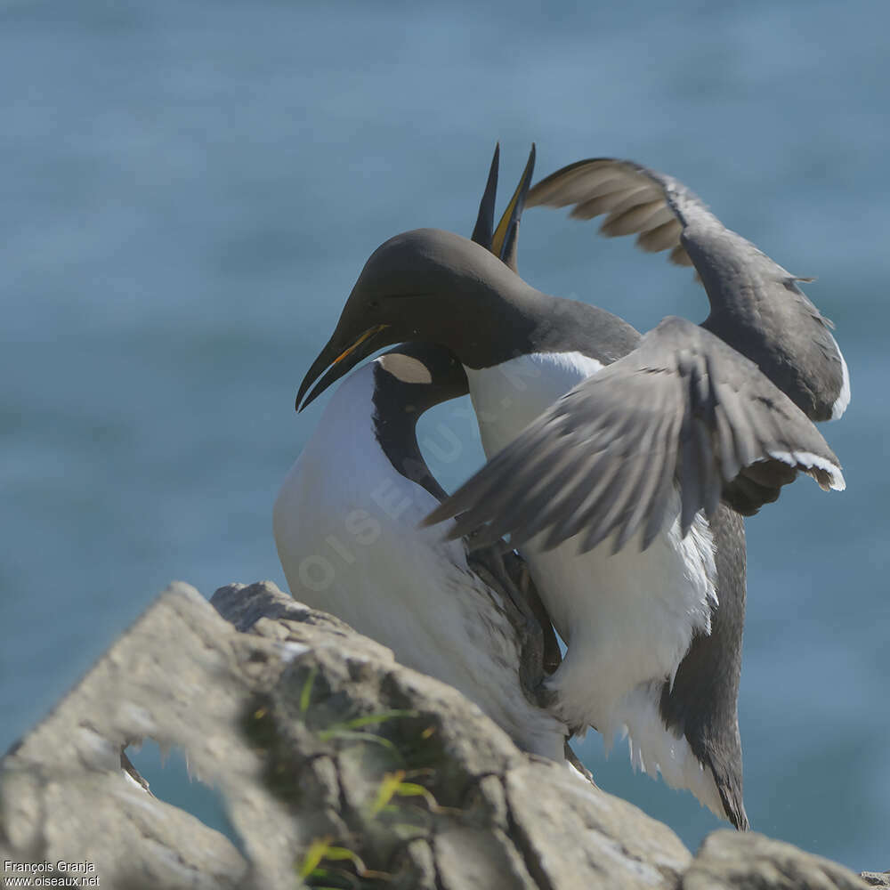 Common Murreadult, courting display