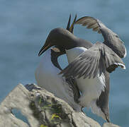 Guillemot de Troïl