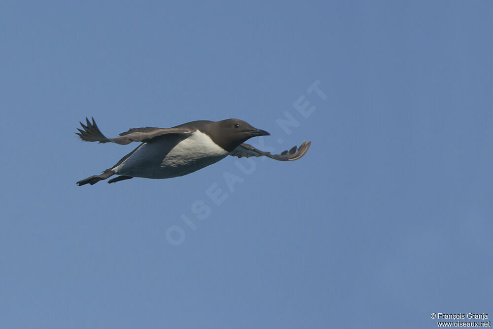 Guillemot de Troïladulte, Vol