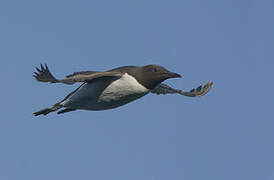 Common Murre