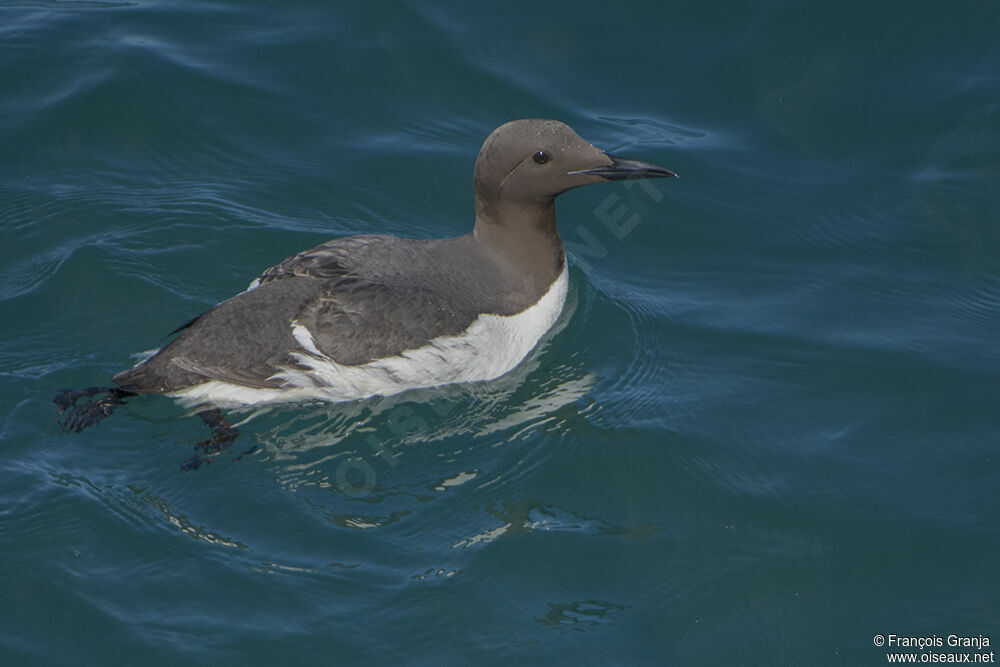 Guillemot de Troïladulte