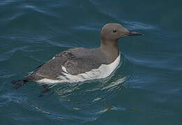 Common Murre