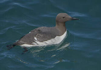 Guillemot de Troïl