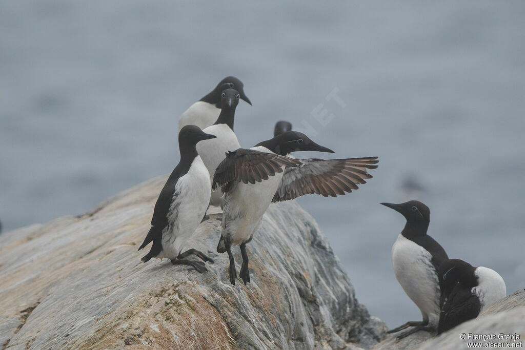 Common Murre