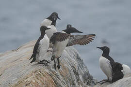 Common Murre