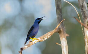 Purple Honeycreeper