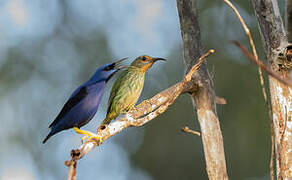 Purple Honeycreeper